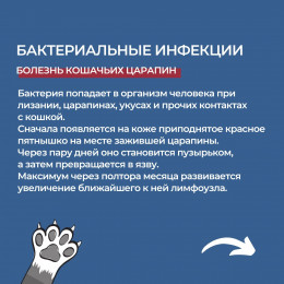 Чем можно заразиться от кошек?