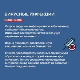 Чем можно заразиться от кошек?