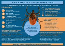Как обезопасить себя от клещей? Как обезопасить себя от клещей?